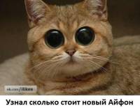 тыква