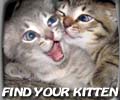 Find your Kitten